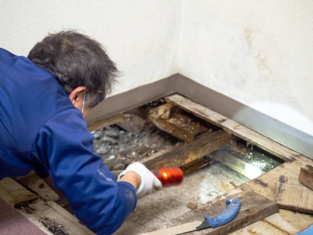 Mold Removal Process in Sachse, TX