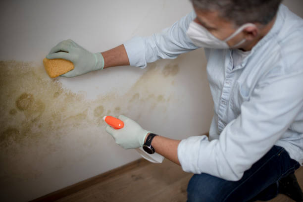 Best Mold Remediation  in Sachse, TX