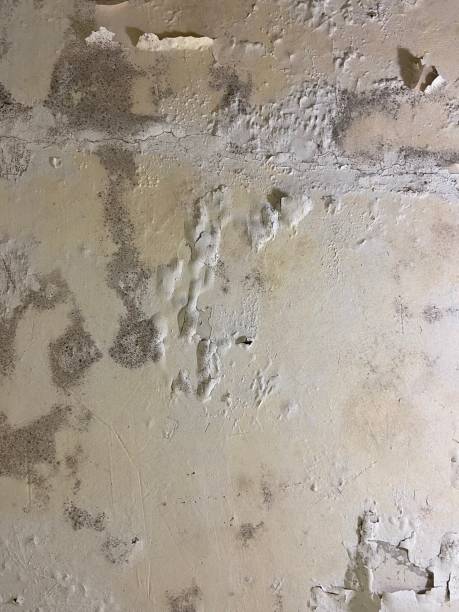 Best Mold Remediation Experts  in Sachse, TX