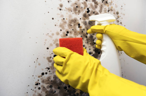 Best Mold Removal Process  in Sachse, TX