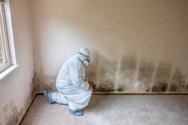 Best Mold Damage Repair  in Sachse, TX