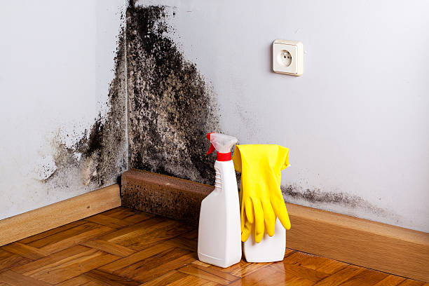 Attic Mold Removal in Sachse, TX