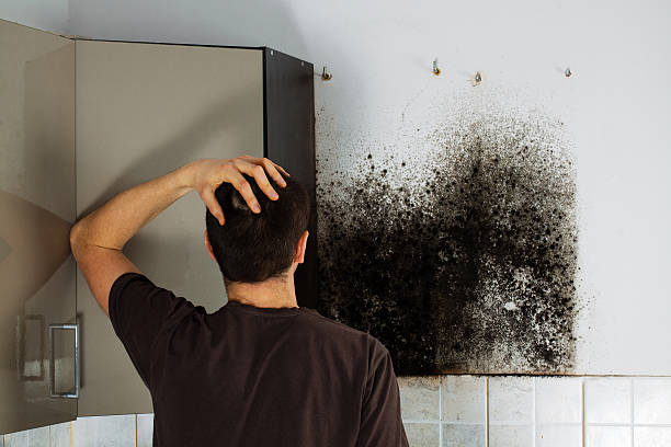Best Mold Removal and Inspection  in Sachse, TX