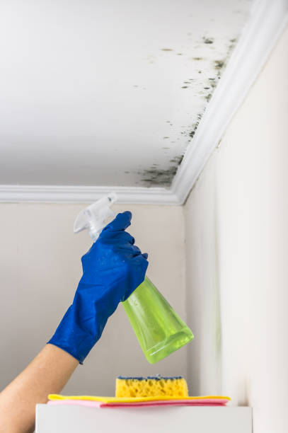 Office Mold Removal Services in Sachse, TX