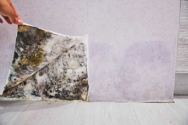 Best Commercial Mold Removal  in Sachse, TX